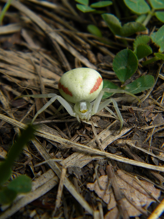 Misumena vatia